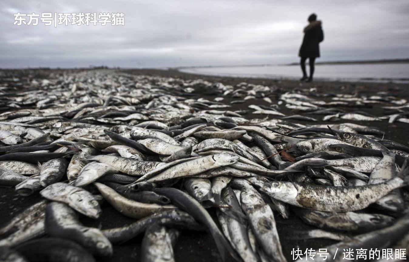 重生|朱鹮“重生”已达千余只消失近90年植物重现,是什么原因