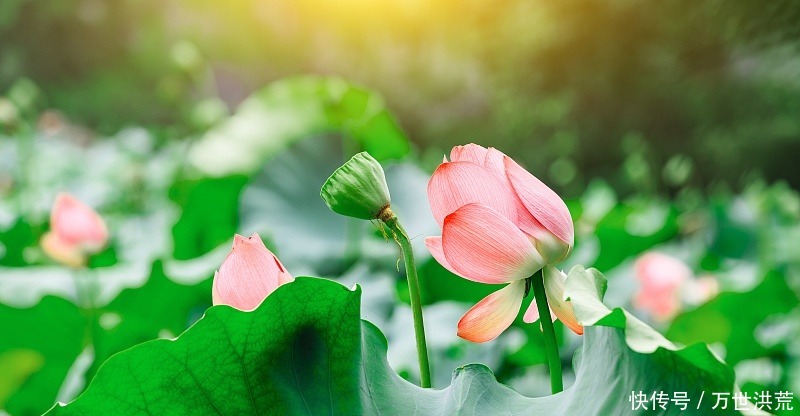  事业|8月初，喜鹊叫不停，添丁添福大运来，翻身变富豪的3生肖