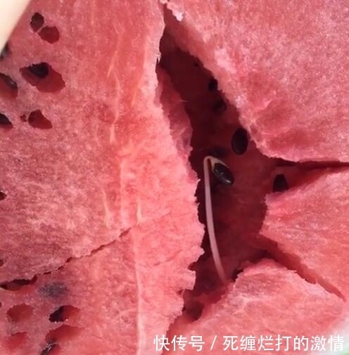 画面|男子买的西瓜忘记放进冰箱,第二天起来看到了让他意外的画面