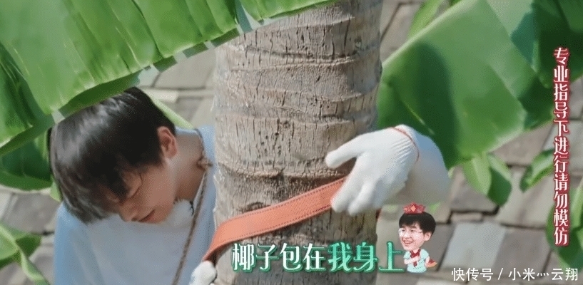 椰子树|彭昱畅爬完椰子树后,那把刀取下来没有?《向往的生活》导演回应了