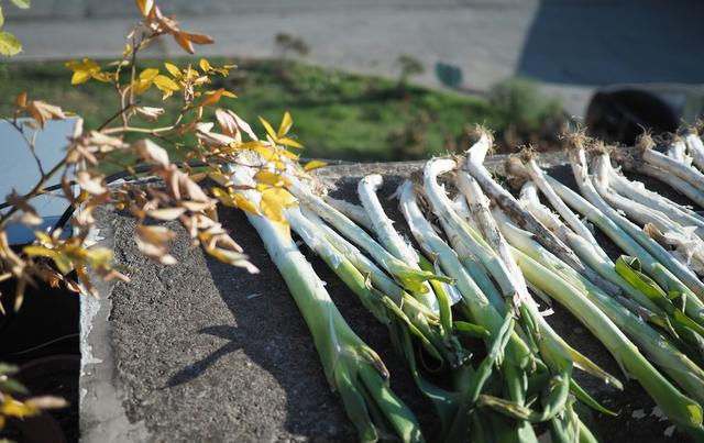 过多食用|原来保存大葱这么简单,不干不空心,轻松放半年都新鲜,随吃随取