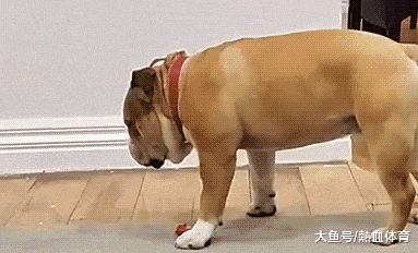 看不清楚|搞笑GIF:哎呀,不好意思,泳镜上起雾,看不清楚,我再来一次