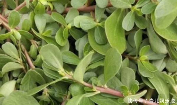 长寿菜|“吃了马齿苋,一年无病害”,被称长寿菜的马齿苋,值得你了解