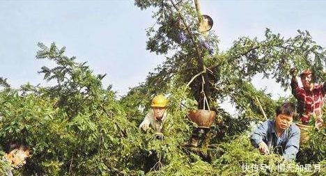 酷似|果实酷似橄榄,三年才成熟,新鲜的不值钱,干果卖400元1公斤