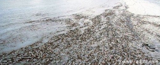 纳维亚半岛|奇闻!被冻死的动物竟有这个!