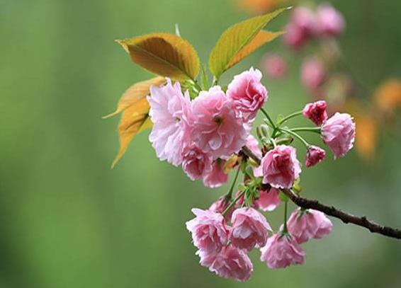 此花盛开时,满树缀花呈现出梦幻浪漫的
