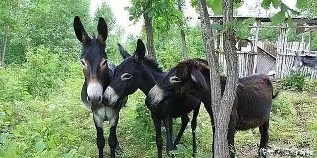 士兵|将军发现驴少了一只耳朵，士兵说不是自己干的，为何将军不找凶手却下令筑城
