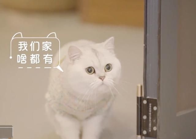 放大|董又霖吐槽谢娜厨艺,娜娜用白眼回应,放大看才知道谁厨艺好