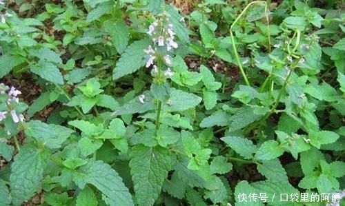 生于|草石蚕,别名螺丝菜,生于水边、湿地、田边,地下茎形似螺丝