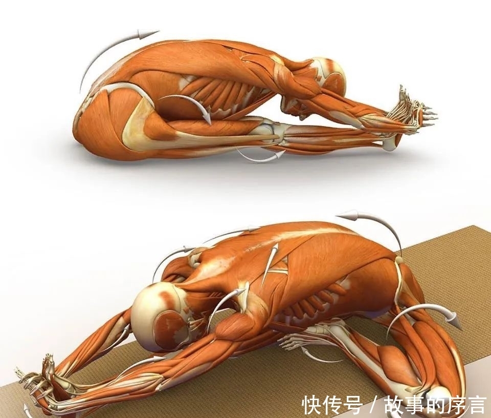  正位|28个常见瑜伽体式解剖图，正位、发力一目了然（收藏级！）