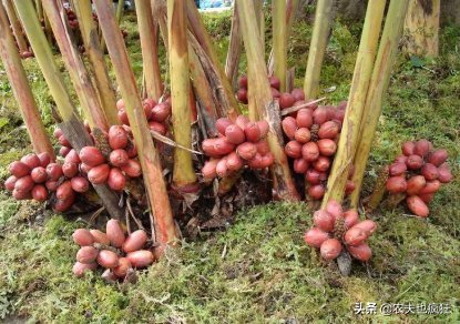 才能|南方才能种,根似生姜果像红枣,很多人以为有毒,却卖35元1斤