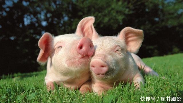 明朝|朱是明朝的国姓，那百姓想吃猪肉怎么办？朱元璋只用了一个字解决