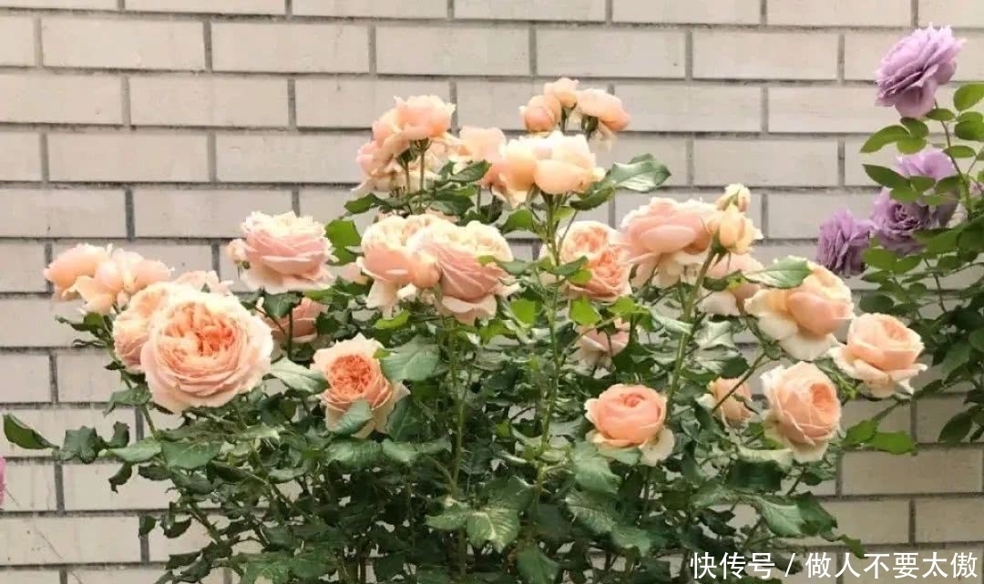 开出|月季长出红嫩新笋，赶快给月季吃点大餐，笋粗枝旺开出多头花
