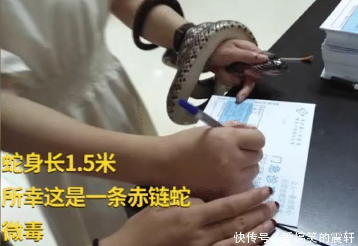  就医|大心脏女子草丛捡手机被蛇咬，手提活蛇淡定排队就医