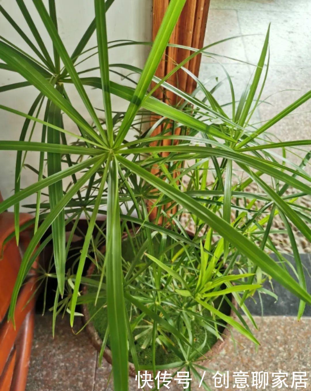  绿萝|绿萝还好养的花，整盆丢水里，泡3天也不会死！