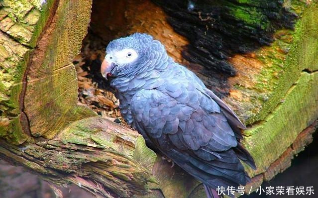 动物|提姆那灰鹦鹉在红树林里不受保护,随意捕捉,小孩养着玩