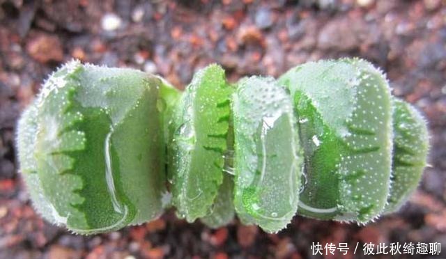 全球|盘点全球昂贵8类多肉,养过其中3种,我跪下抱大腿,乖乖叫土豪