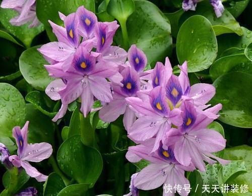 漂亮|此花漂亮又好养,随便扔水里都能活,繁殖能力强,早看早知道