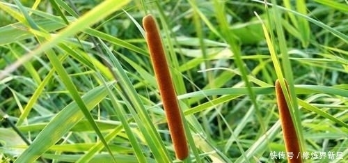 些地方|这种植物很像腊肠，最贵能卖到40元一斤，现在很多人靠它致富