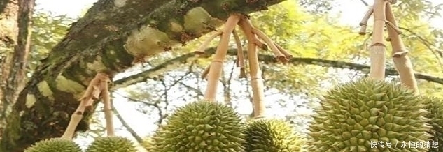榴莲|马来西亚鼓励大规模种植榴莲,以满足中国对榴莲的需求!