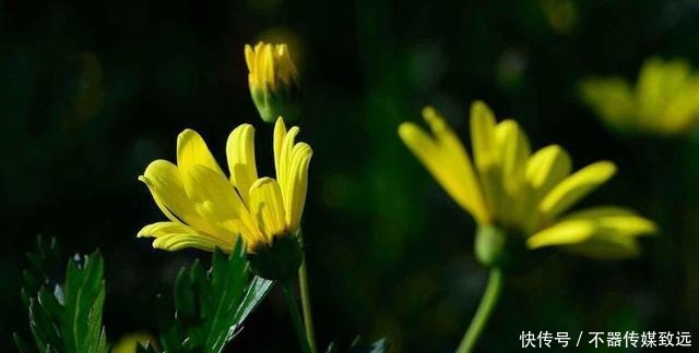 长久|“惹不起的几星座”,不管男女,以后都会家庭幸福婚姻长久