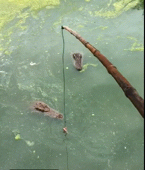 才能|搞笑GIF：哥们，你这样锻炼的方式不对啊，是谁教你的要吃饱才能锻炼减肥的啊