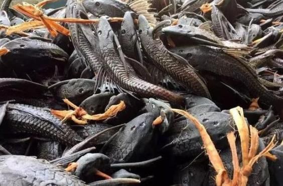 中国|这种入侵生物,连中国吃货都“难以下口”,却被印度人吃到快灭绝