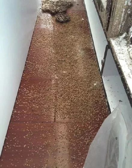  暴雨|头皮发麻！暴雨过后，多处出现小飞虫！