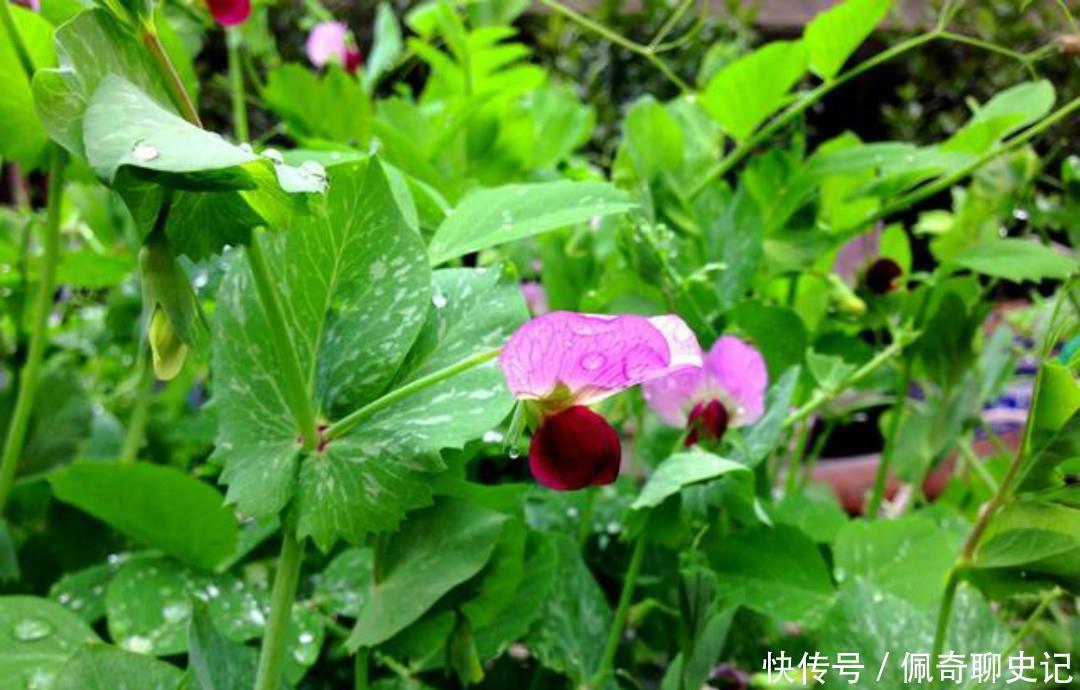  充满|王安石很经典的两首六言绝句，写得很是伤感，每一首都充满了忧愁