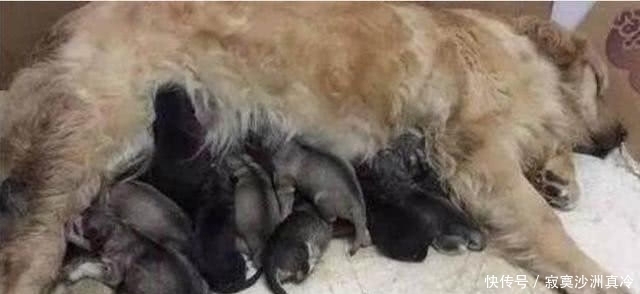 哈士奇|金毛喜欢上了哈士奇,看到出生的小二哈,主人哭笑不得