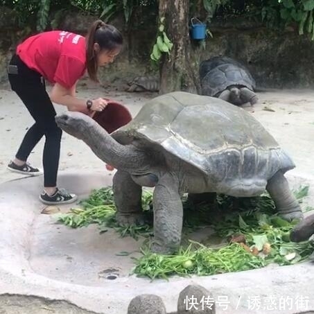 照顾|女志愿者在动物园工作10年,如今要离开了,乌龟的行为让她意外