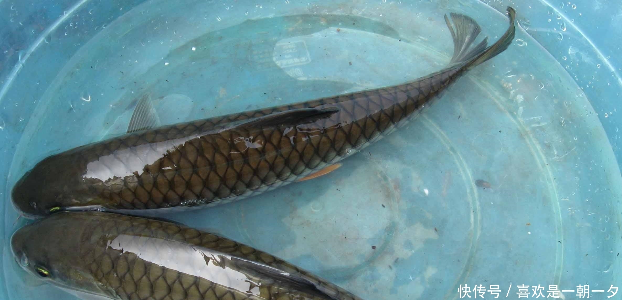 俗称|俗称“淡水鱼王”,曾是高档年货,如今7元无人问津,咋回事?