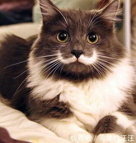 为啥|拽猫尾巴真的会“拉稀”吗?为啥阴天猫咪爱洗脸?了解下猫的感官