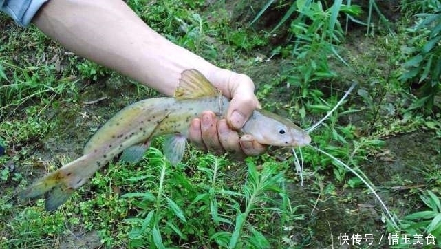 名字|中国口感最佳的4种鱼,吃起来又鲜又嫩,极其好吃