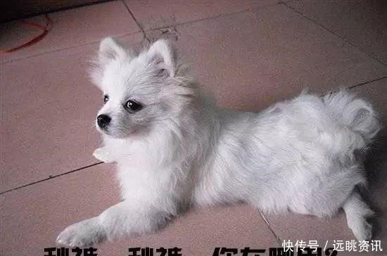 取名字|给猫狗取名字这么大的事,当然要敷衍了事啊!