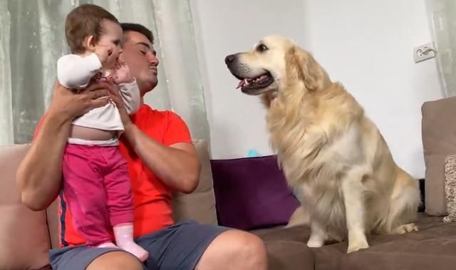 狗狗|主人抱了孩子回家,金毛一声不吭也不理人,充话费送的?