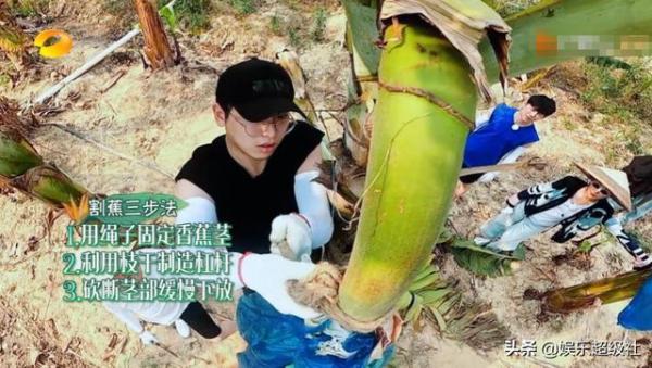  向往|《向往的生活4》收割香蕉号称四季最累，网友们都笑了