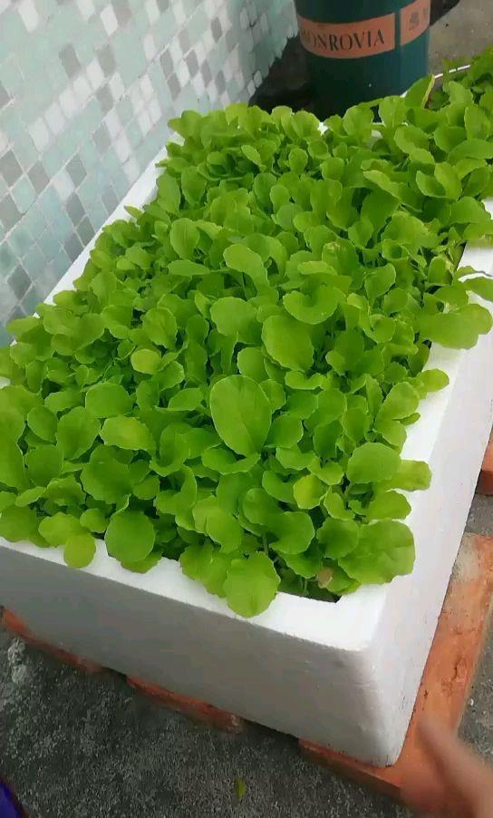 长满|阳台弄个泡沫箱,撒把菜种子,一周长满青菜
