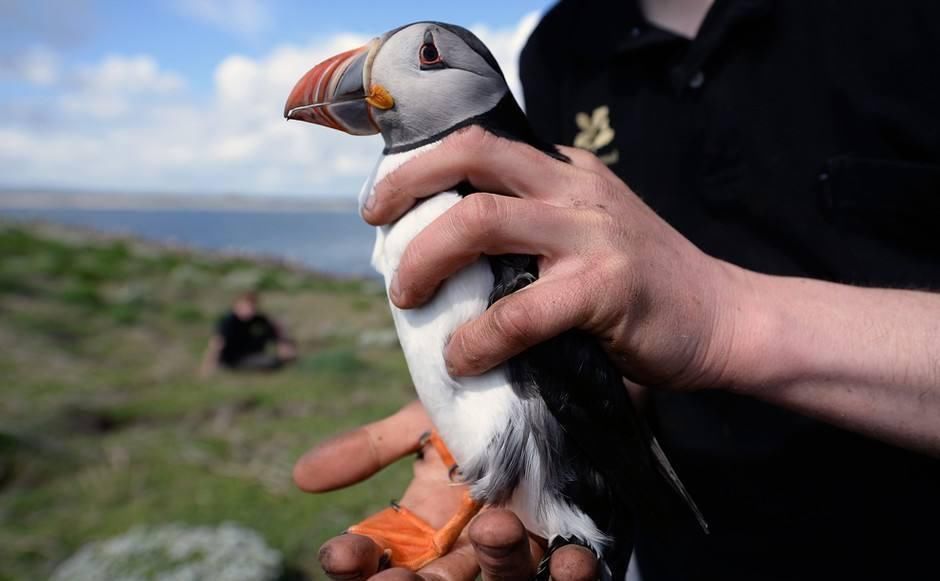 不服|世上最“好吃”的国家,连国宝都吃到快灭绝,中国吃货不得不服