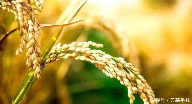 袁隆平|袁隆平和邓则结婚,两个人开始过日子,为何袁隆平要给妻子改名