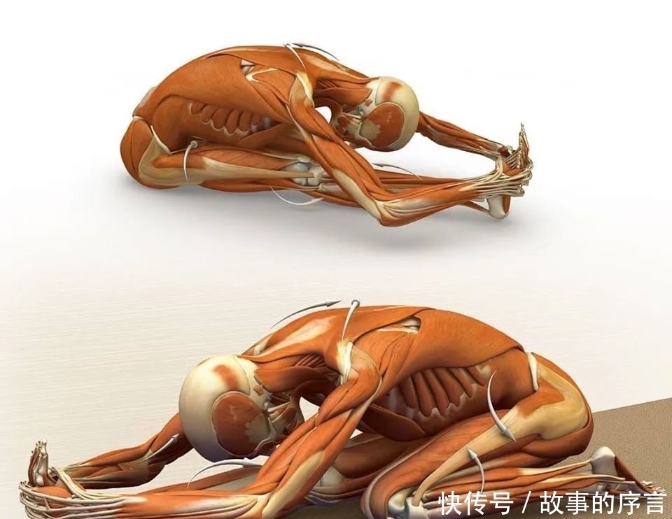  正位|28个常见瑜伽体式解剖图，正位、发力一目了然（收藏级！）