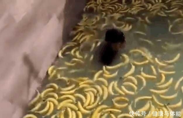 后悔不已|兄弟俩突发奇想, 把一千多根香蕉扔进泳池, 之后发生的事后悔不已