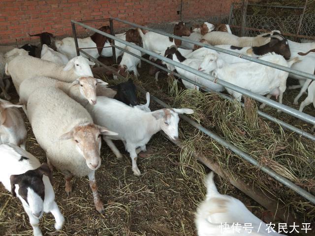 季节|又到了一年两次的驱虫季节,每次驱虫都不彻底,这个步骤应该没做