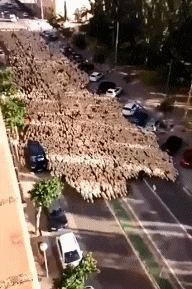 搞笑|搞笑GIF:小小骚年,军人梦,匍匐前进,帅得狠