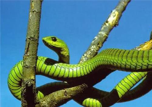  鸟蛋|全球最大鸟巢，重达2000斤却无人掏鸟蛋，当地人：你看里面住的谁