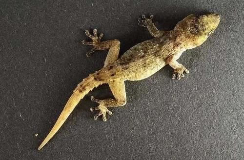 壁虎|为什么说被壁虎咬了便无药可救?壁虎有毒吗?看完不淡定了