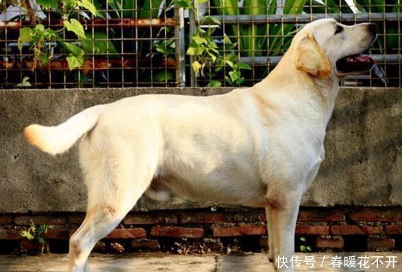 秘密|拉布拉多犬“舔人”的秘密,你还不知道吧!