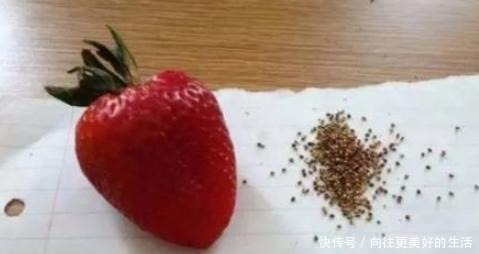 境界|吃货把水果吃出“新境界”,草莓去籽不算啥,看到蓝莓画面太美