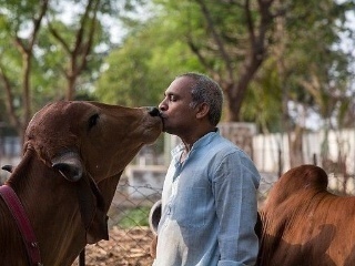 大街小巷|印度不吃牛，那大街小巷的，横穿马路的牛都怎么处理了？