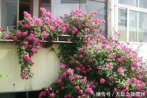 新手|5种月季花,号称开花机器,几乎不生病,新手也会养